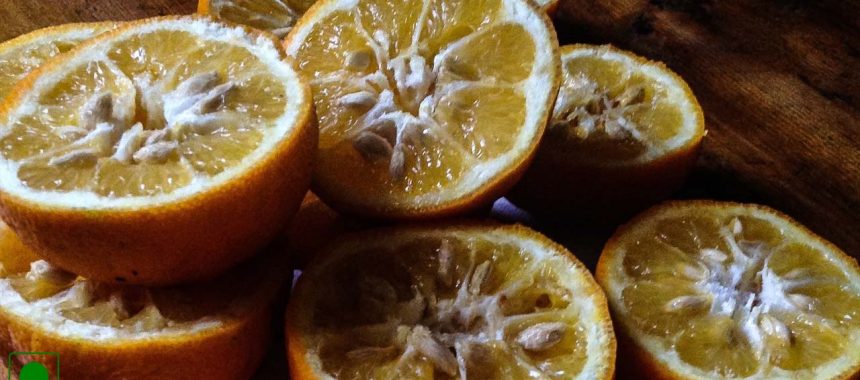 Baked Caramelized Oranges Recipe